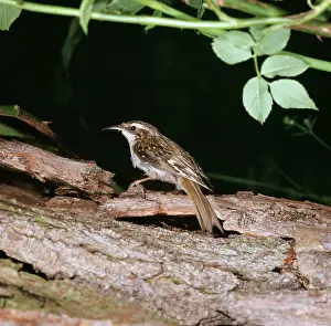 Certhia: Eurasian TREECREEPER
