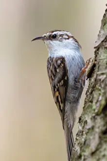 Certhia: Eurasian treecreeper (Certhia familiaris), sitting