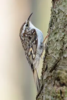Certhia: Eurasian treecreeper (Certhia familiaris), sitting