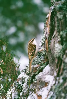 Certhia: Eurasian TREECREEPER - climbing tree trunk