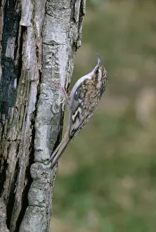 Certhia: Eurasian TREECREEPER - climbing trunk