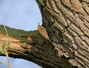 Certhia: Eurasian Treecreeper - with food in its beak