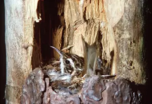 Treecreepers: Eurasian TREECREEPER - in nest