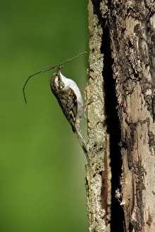 Certhia: Eurasian Treecreeper - with nest material in beak
