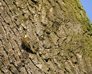 Certhia: Eurasian Treecreeper - on tree