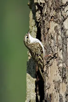 Certhia: Eurasian Treecreeper - on tree stem