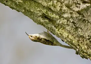 Certhia: Eurasian Treecreeper - on the underside of tree branch