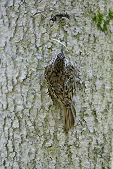 Certhia: Eurasian Treecreeper - back view, with nest material