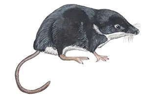 Shrew: Eurasian Water Shrew