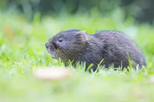 Sussex: Eurasian Water Vole (Arvicola amphibius) in a m