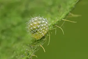 Admiral: Eurasian White Admiral (Limenitis camilla) egg o