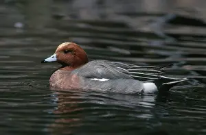Penelope: Eurasian Widgeon
