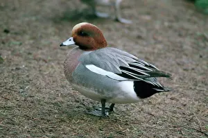 Penelope: Eurasian Widgeon