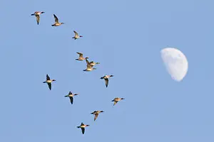 Penelope: Eurasian Wigeon