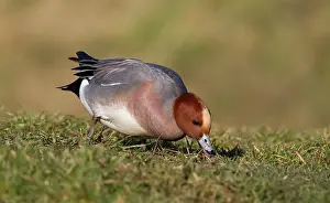 Penelope: Eurasian Wigeon
