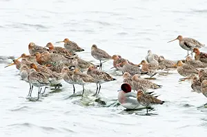 Penelope: Eurasian Wigeon