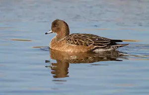 Penelope: Eurasian Wigeon