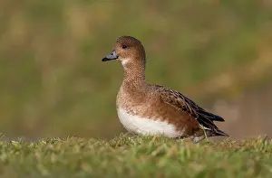 Penelope: Eurasian Wigeon