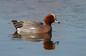 Penelope: Eurasian Wigeon