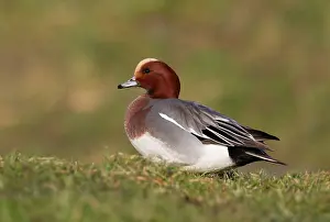 Penelope: Eurasian Wigeon
