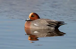 Penelope: Eurasian Wigeon