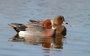 Penelope: Eurasian Wigeon