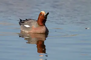 Penelope: Eurasian Wigeon