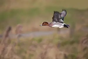 Reedland: Eurasian Wigeon