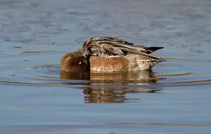 Penelope: Eurasian Wigeon