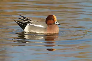 Penelope: Eurasian Wigeon