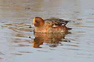 Penelope: Eurasian Wigeon