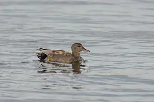 Strepera: Eurasian Wigeon