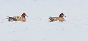 Penelope: Eurasian Wigeon