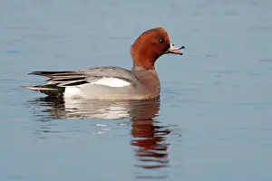 Penelope: Eurasian Wigeon