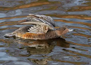Penelope: Eurasian Wigeon