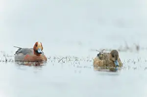 Penelope: Eurasian Wigeon
