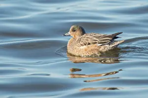 Penelope: Eurasian Wigeon