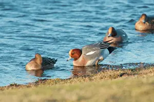 Drifting: Eurasian Wigeon
