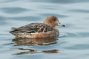 Penelope: Eurasian Wigeon