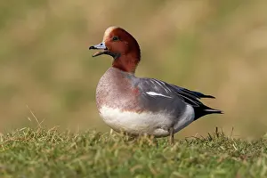 Penelope: Eurasian Wigeon