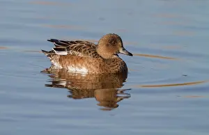 Penelope: Eurasian Wigeon