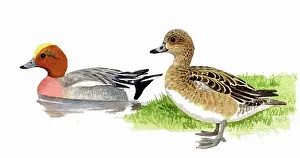 Penelope: Eurasian Wigeon