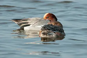 Penelope: Eurasian Wigeon