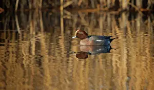 Ditch: Eurasian Wigeon