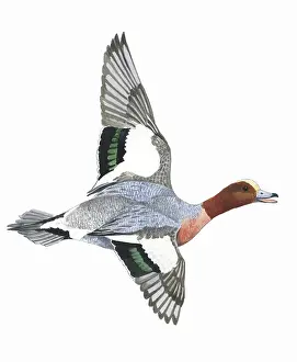 Illustration: Eurasian Wigeon