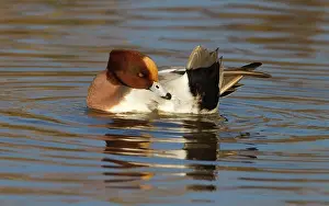 2000: Eurasian Wigeon