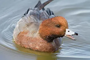 Penelope: Eurasian Wigeon - adult male swimming