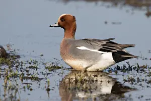 Polder: Eurasian Wigeon (Anas penelope) male standing i
