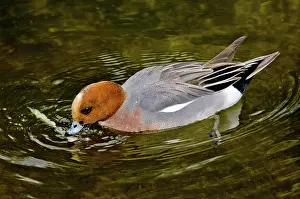 Norfolk: Eurasian Wigeon feeding