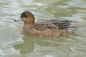 Penelope: Eurasian Wigeon Female